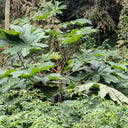 Rice Paper Plant, 100 Seeds