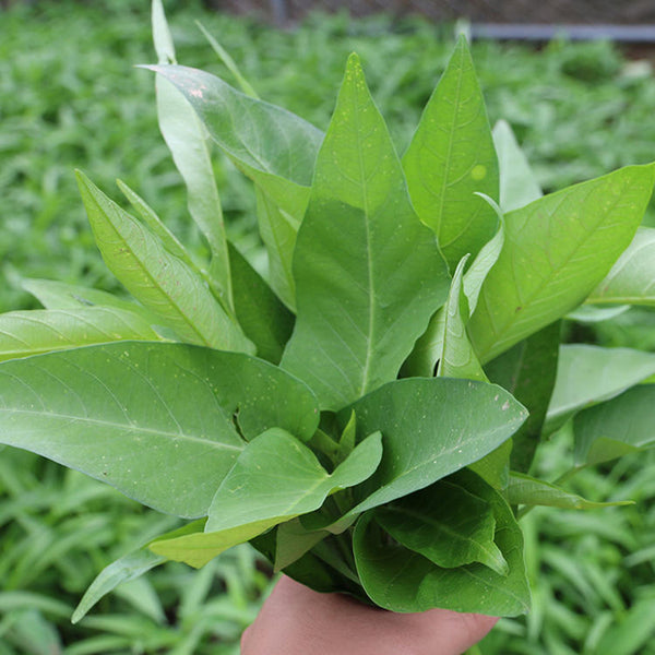 Large-Leaf White-Stem Water Spinach Seeds, 20g