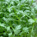 Fine-Leaved  Garland Chrysanthemum Seeds, 20g