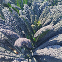 Blue Feather Kale Seeds, 2g