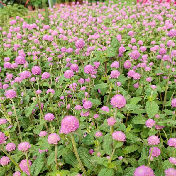 Hezhichun Pink Globe Amaranth Seeds, 1g