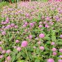Hezhichun Pink Globe Amaranth Seeds, 1g