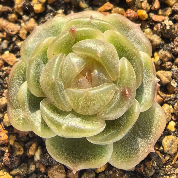 Echeveria 'White Lotus', 3pcs x 1-head