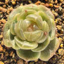 Echeveria 'White Lotus', 3pcs x 1-head