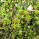 Twisted Moss Seeds, 500 Seeds