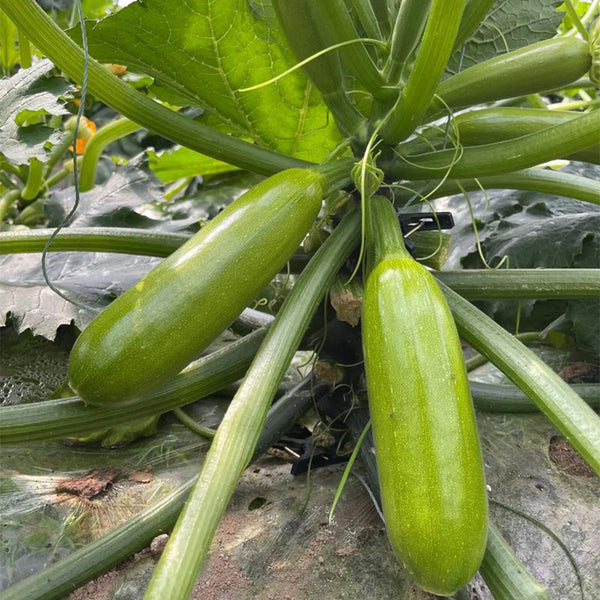 'Yalimei' Zucchini, 30 Seeds
