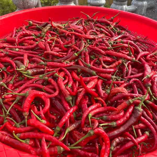 Chaodi Pepper Seeds, 0.3g