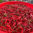 Chaodi Pepper Seeds, 0.3g