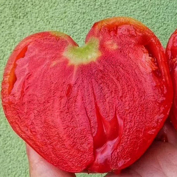 Russian Pink Oxheart Tomato Seeds, 3 Seeds