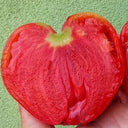 Russian Pink Oxheart Tomato Seeds, 3 Seeds