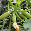 Zaoqing Zucchini Seeds,5g Per Bag