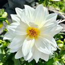 Dwarf Dahlia, 1g