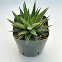 Haworthiopsis fasciata, 3-4cm