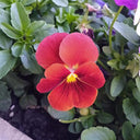 Super Bingo Series Red Pansy Seeds, 100 Seeds