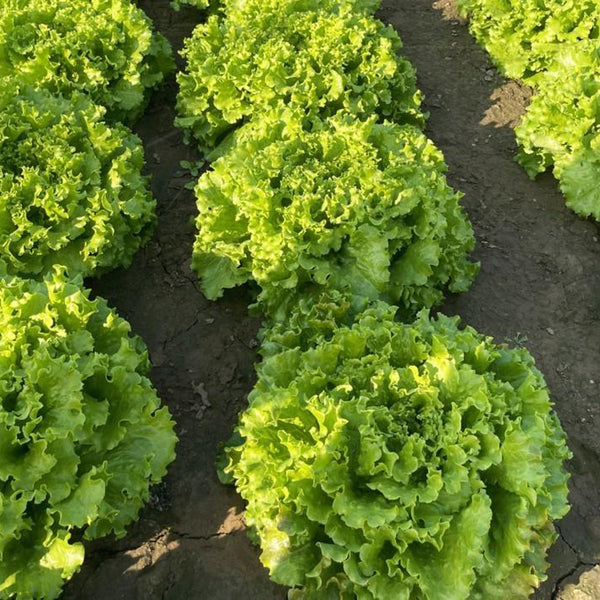 Big Speed Lettuce Seeds, 5g