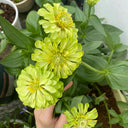 Green Envy Zinnia Seeds, 100 Seeds