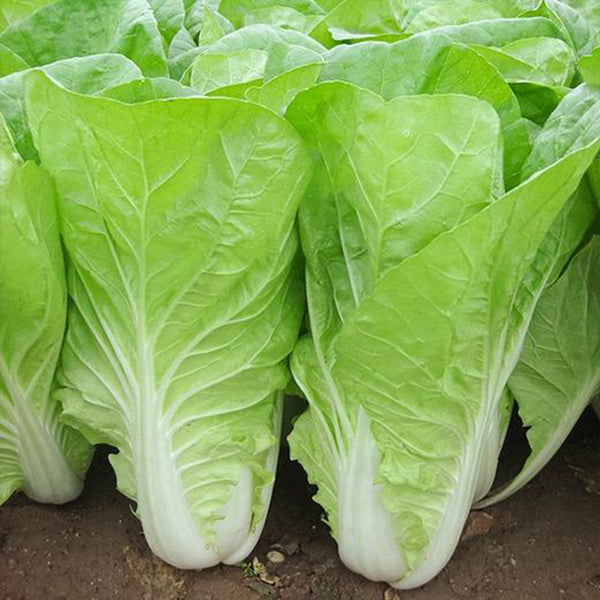'168' Fast-Grow Bok Choy Seeds, 10g