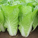 '168' Fast-Grow Bok Choy Seeds, 10g