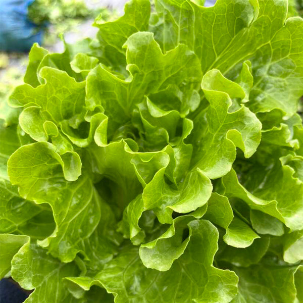 'Jiemei' Late Bolt Italian Lettuce Seeds, 25g