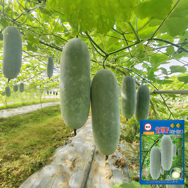 Baocui F1 Hybrid Hairy Gourd, 50 Seeds