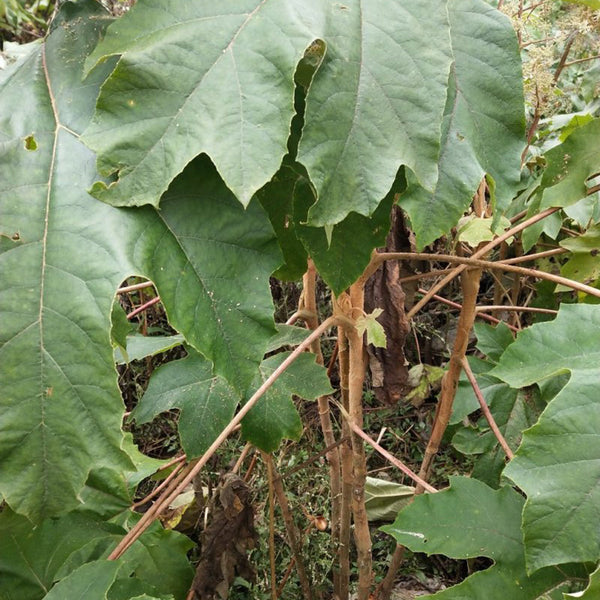 Rice Paper Plant, 100 Seeds
