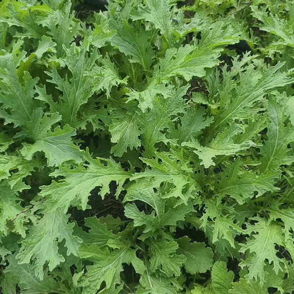 Hybrid Potherb Mustard Seeds, 10g