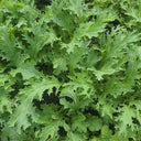 Hybrid Potherb Mustard Seeds, 10g