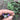 Mussin's Catmint, 10 Seeds