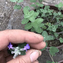 Mussin's Catmint, 10 Seeds