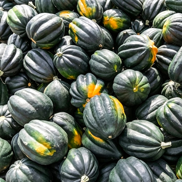 Acorn Squash, 5 Seeds