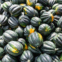 Acorn Squash, 5 Seeds