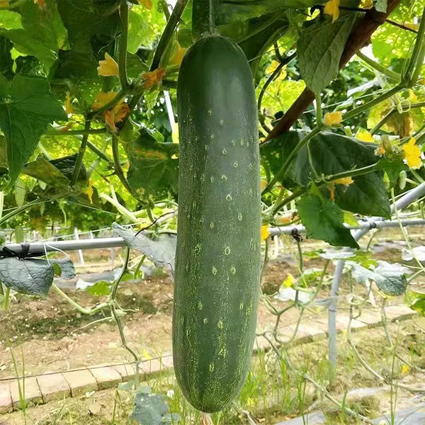 'Jiefeng No.8' Hybrid Cucumber, 50 Seeds