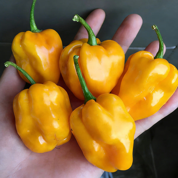 Hainan Yellow Lantern Pepper, 20 Seeds