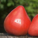 Elegant Goddess Tomato, 5 Seeds