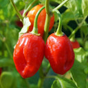 Red Habanero Pepper, 20 ~ 30 Seeds