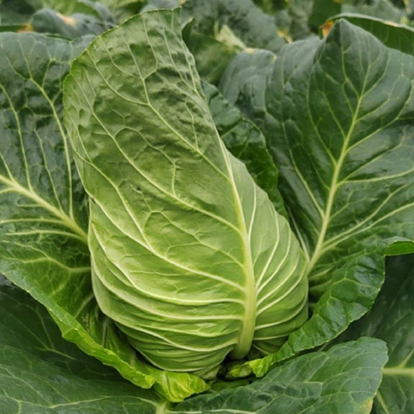 Huachen Oxheart Cabbage Seeds, 10g