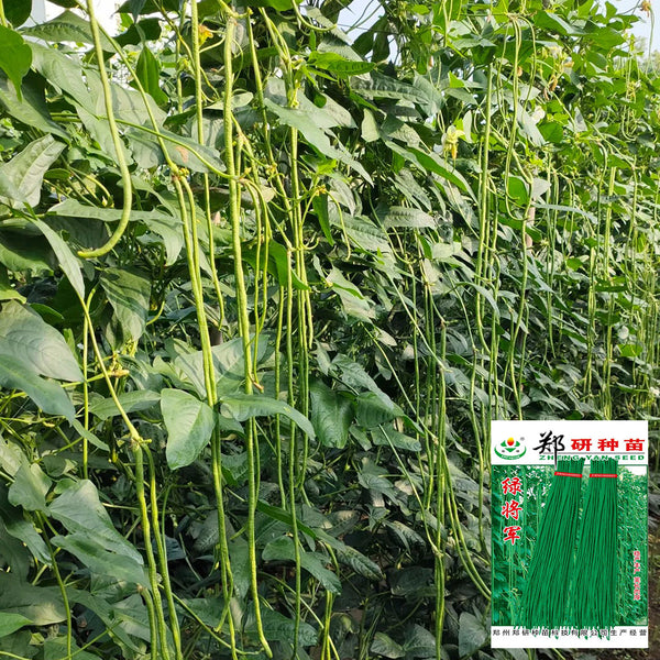 Green General Yardlong Bean Seeds, 15 Grams ≈ 80 Seeds