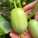 Yunü Mini Fruit Cucumber Seeds, 10 Seeds