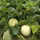 Caidu Jinyu No. 12 Muskmelon, 15 Seeds