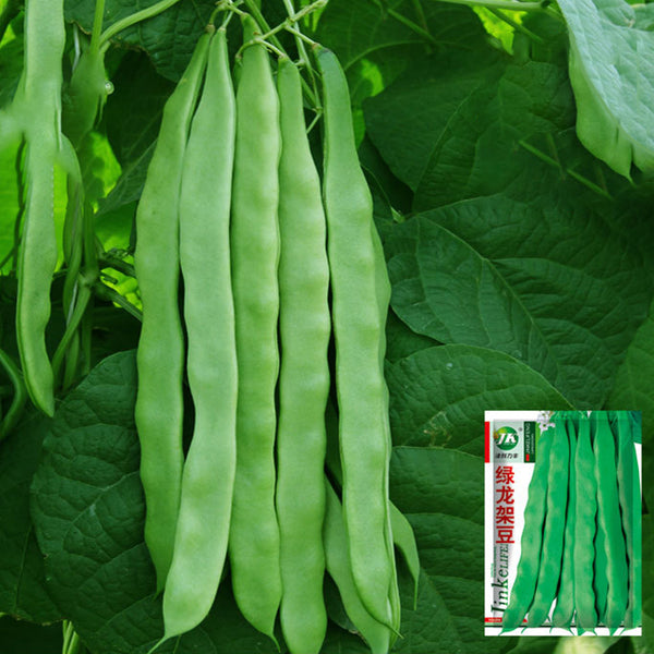 Green Dragon Snap Bean Seeds, 5 × 10g Bags