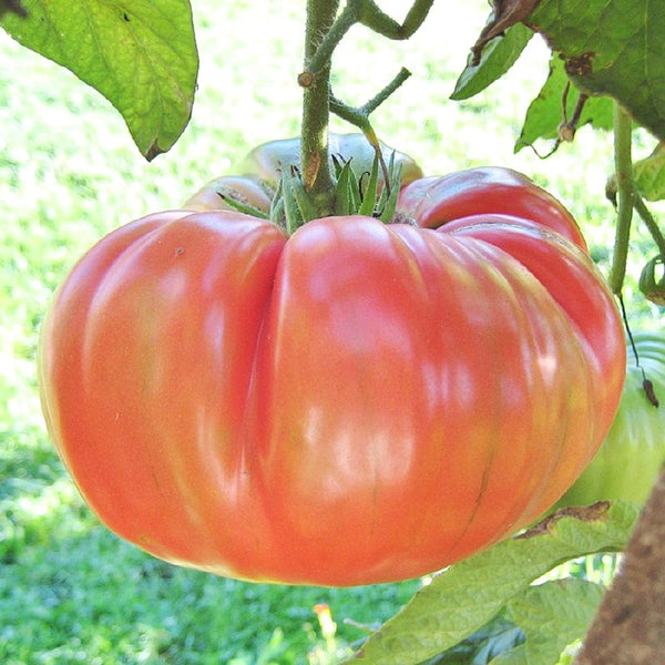 Pink Brandywine Tomato, 10 Seeds