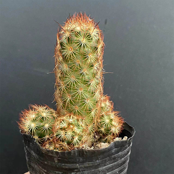 Mammillaria elongata, 5-8cm