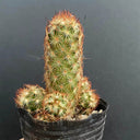 Mammillaria elongata, 5-8cm