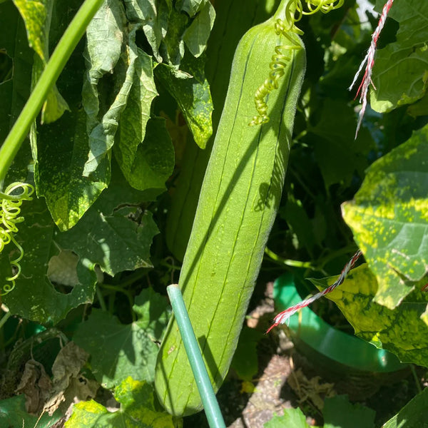 Yushuai Smooth Luffa, 10 Seeds