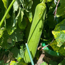 Yushuai Smooth Luffa, 10 Seeds