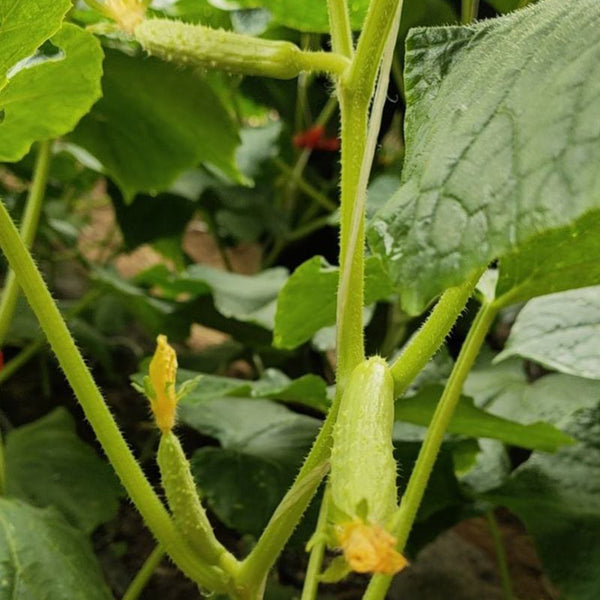 Zhongnong Cuiyu No. 2 Cucumber Seeds, 10g
