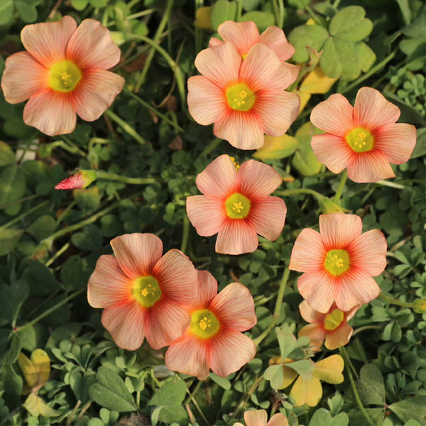 Oxalis obtusa Series Bulb - 'Crayon', 5 Bulbs