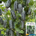 Feitian No.9 Hybrid Sweet Melon Seeds, 20 Seeds