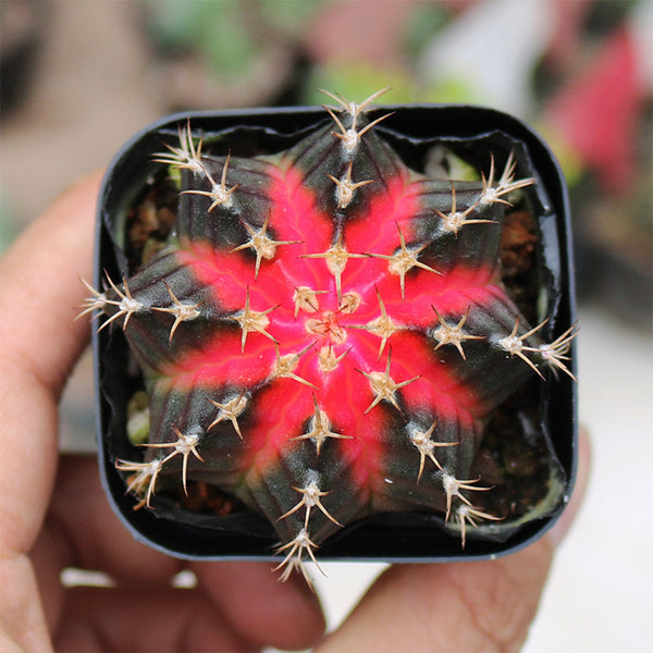 Gymnocalycium mihanovichii 'Red Variegata', 3-4cm