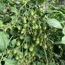 Green Jade Cherry Tomato, 10 Seeds